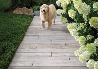 Golden retriever walking on a wooden garden path in Aberdeen, MD, surrounded by stunning hardscaping, white flowers, and lush green bushes.